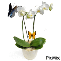 orchidee - GIF animado gratis