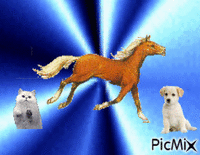Cheval chien et chat - GIF animado gratis