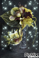 orchidea - Δωρεάν κινούμενο GIF