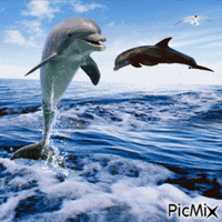 dauphins - GIF animado gratis