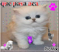 el mundo de los gatos - Ingyenes animált GIF