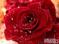 Rosa en otoño - Gratis animerad GIF