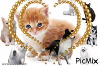 chat et chien - 無料のアニメーション GIF