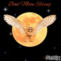 owl moon - GIF animé gratuit