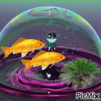 ryby GIF animé