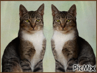 Amazing Cats анимирани ГИФ