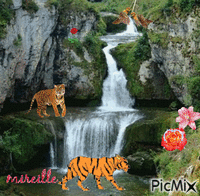 tigre au bord de l'eau - Бесплатный анимированный гифка
