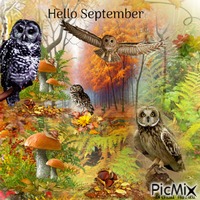 september owl animoitu GIF