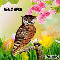 April owl GIF animé