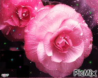 beyaz pullu çiçek - Zdarma animovaný GIF
