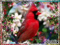 Bel oiseau Cardinal - Бесплатный анимированный гифка