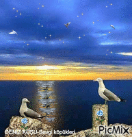 seagull - GIF animate gratis