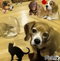 Concours "Chien et chat" animovaný GIF