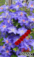 violets and roses - GIF animate gratis