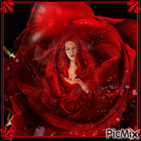 'éclosion de la rose rouge - Gratis animerad GIF