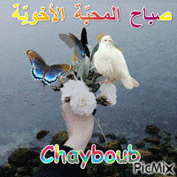 chayboubantar - Kostenlose animierte GIFs