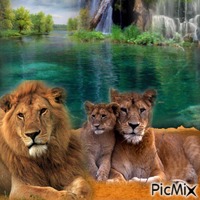 les lions GIF animé