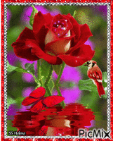 Red rose. - Gratis animerad GIF