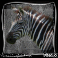 Zebra GIF animado