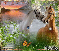 Cavalos - Ücretsiz animasyonlu GIF