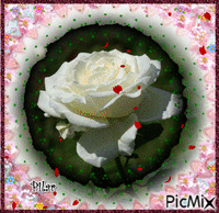 Rosa animēts GIF