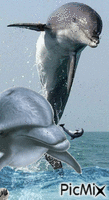 Delfines анимиран GIF