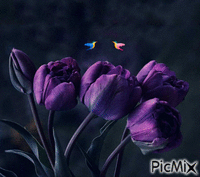 鳥 - GIF animasi gratis