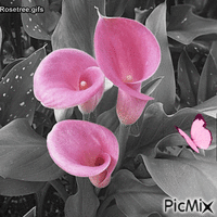 pretty in pink - GIF animate gratis