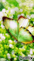 Бабочки - Gratis animerad GIF