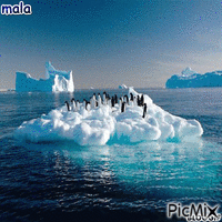 pingvini i beli medvedi - GIF animado grátis