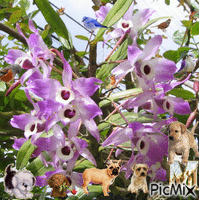 orquideas animoitu GIF