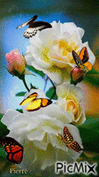 papillon - Ilmainen animoitu GIF