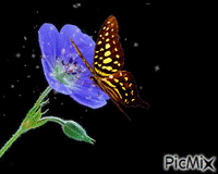 Schmetterling - Animovaný GIF zadarmo