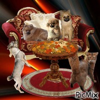 Pomeranians Diotje met puppy en Chihuahua Ozzy animeret GIF