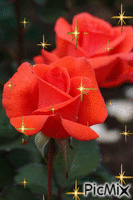 Rosas vermelhas - Ilmainen animoitu GIF