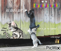 chat alors ! !! animovaný GIF