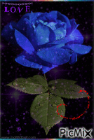 blue rose for my love - GIF animé gratuit