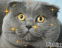 cat - 無料のアニメーション GIF
