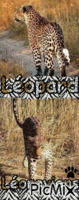 léopard... - GIF animé gratuit