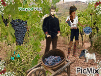 vineyard geanimeerde GIF