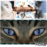 concours sur les chats auroredu85210 animált GIF