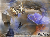 Papillon qui cheche l'adresse d'une fleur ... - Ingyenes animált GIF