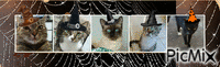cats halloween κινούμενο GIF