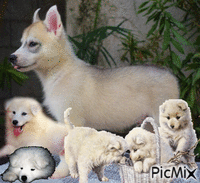 chien siberien - Gratis geanimeerde GIF
