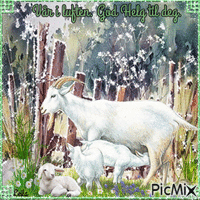 Spring in the air. Have a nice weekend. Goats GIF แบบเคลื่อนไหว