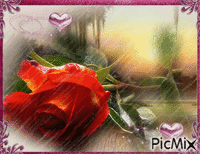 růže v dešti - GIF animé gratuit