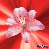 PicMix - Ilmainen animoitu GIF