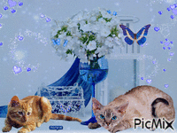 blue kitten анимиран GIF