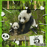 Pandas - Ücretsiz animasyonlu GIF