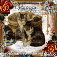 VINTAGE CHATS 动画 GIF